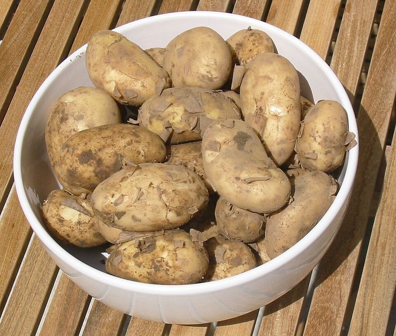 Jersey Royal Potatoes: The Island's Golden Harvest