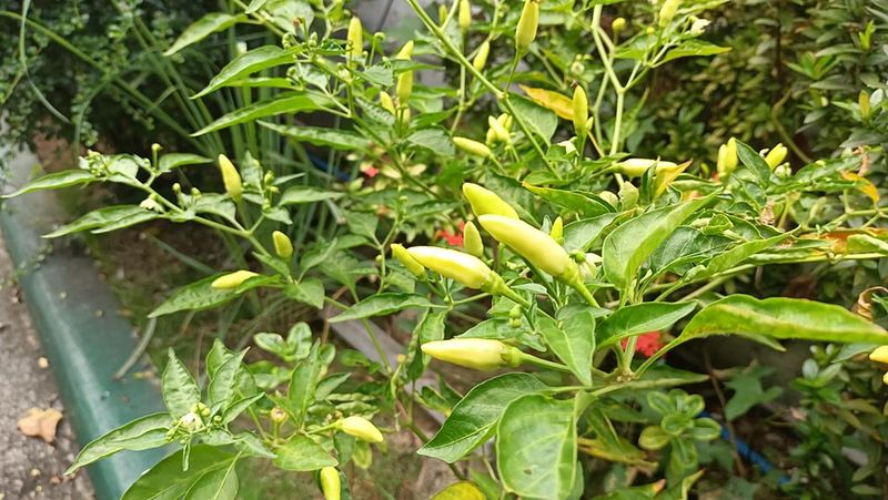 Cayenne