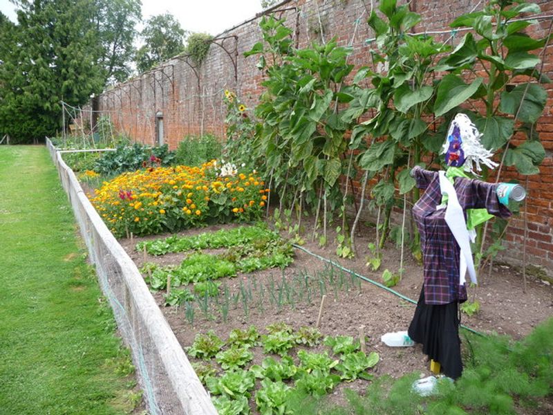 Weeding The Vegetable Garden
