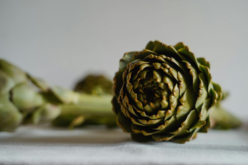 Artichoke Stems (Peeled and Cooked)