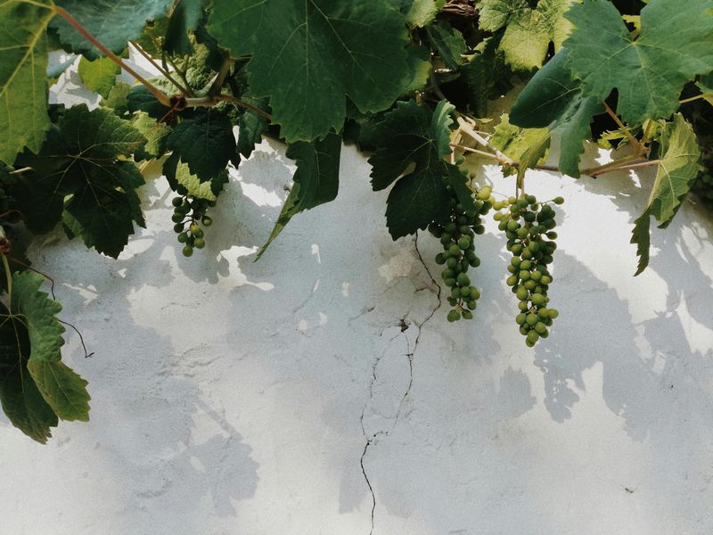 Young Grape Leaves (Used for Dolmas)
