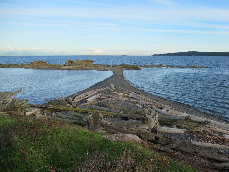 Snake Island (Ilha da Queimada Grande, Brazil)