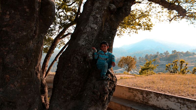 Climbing Tall Trees or Rooftops