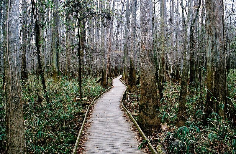 Congaree National Park