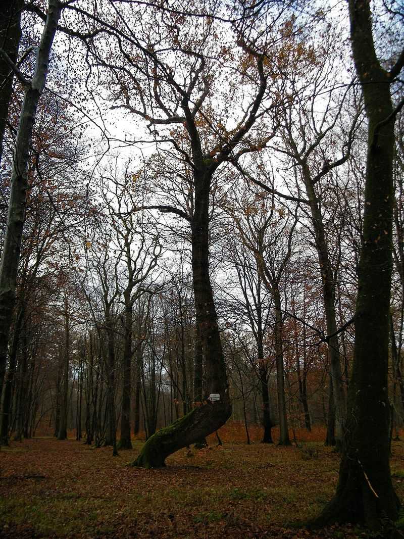 The Revenant – Leonardo DiCaprio's Brutal Outdoor Conditions