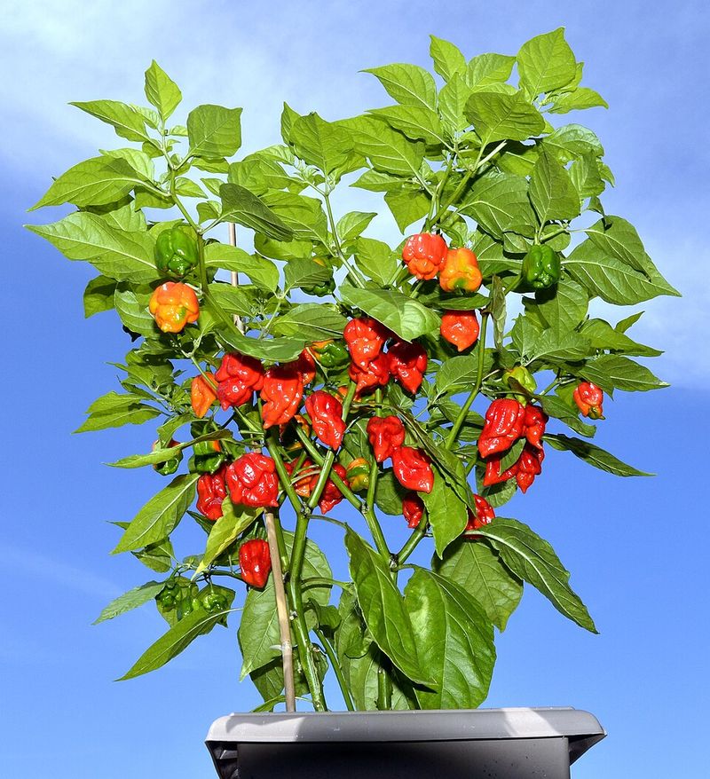 Carolina Reaper