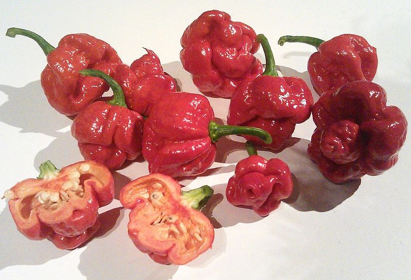 Trinidad Moruga Scorpion