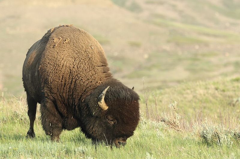 American Bison
