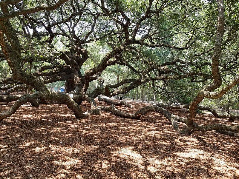 Visit The Angel Oak On Johns Island