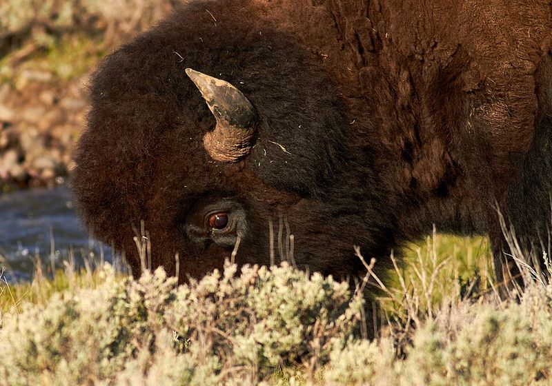 Iconic Bison Herds On The Valley Floor