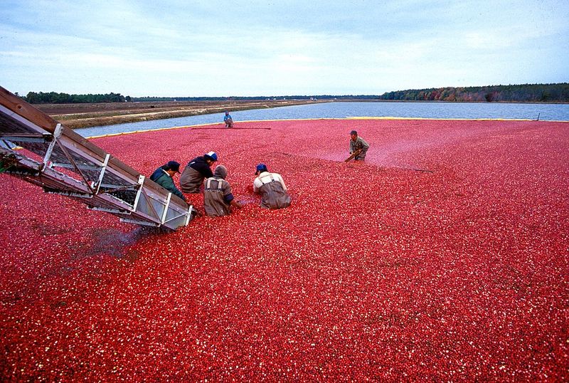 Cranberries