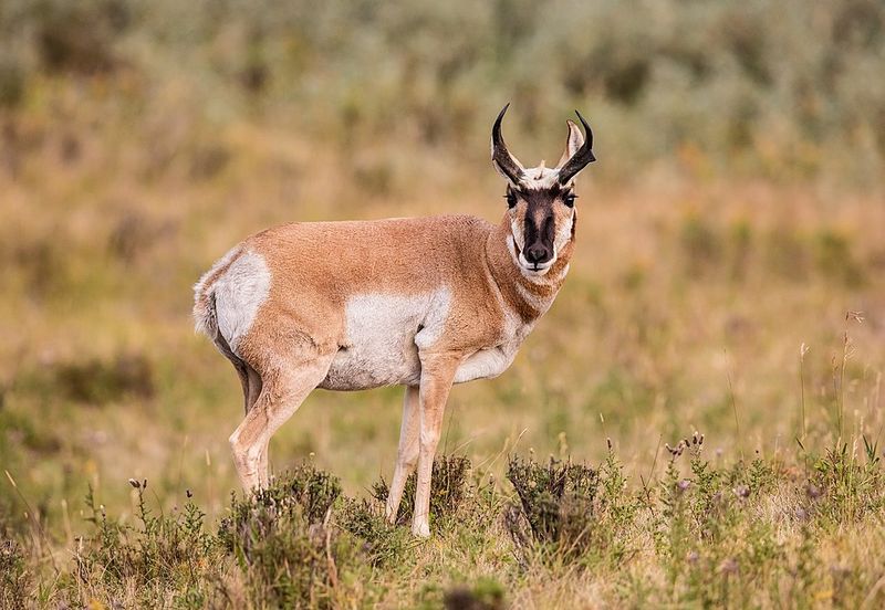 Pronghorn Sprinting The Sage Flats