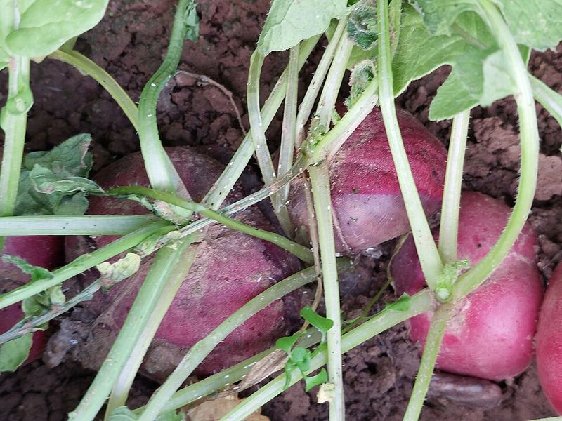 Radishes