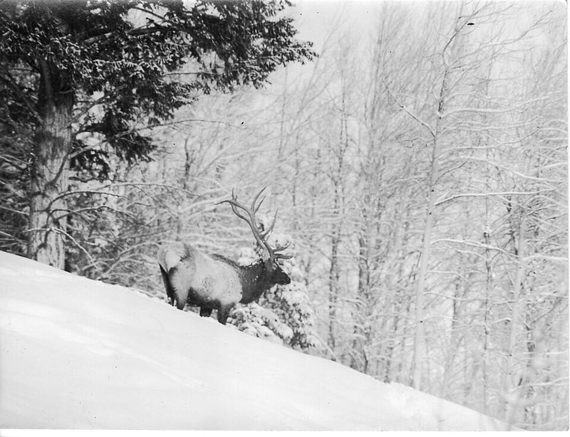 Yellowstone National Park, Wyoming