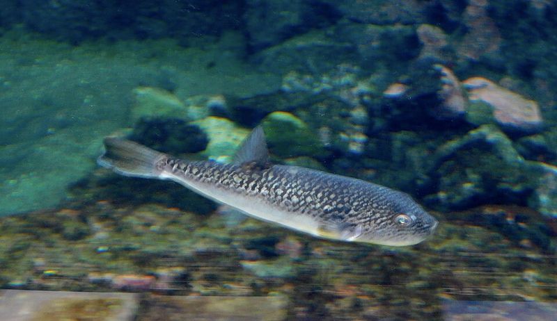 Fugu (Pufferfish)