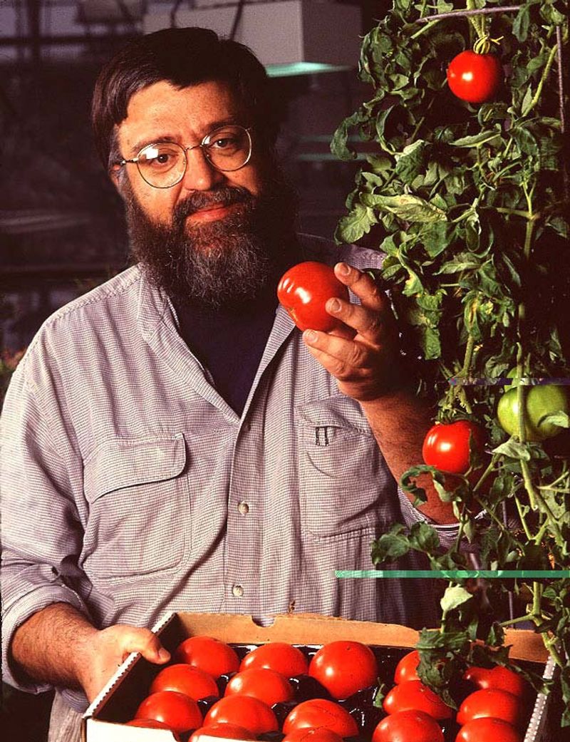 1990s: Flavr Savr Tomato Pioneers Biotech