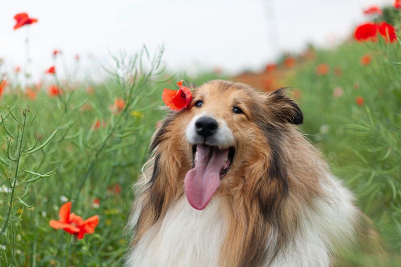 Lassie The Collie