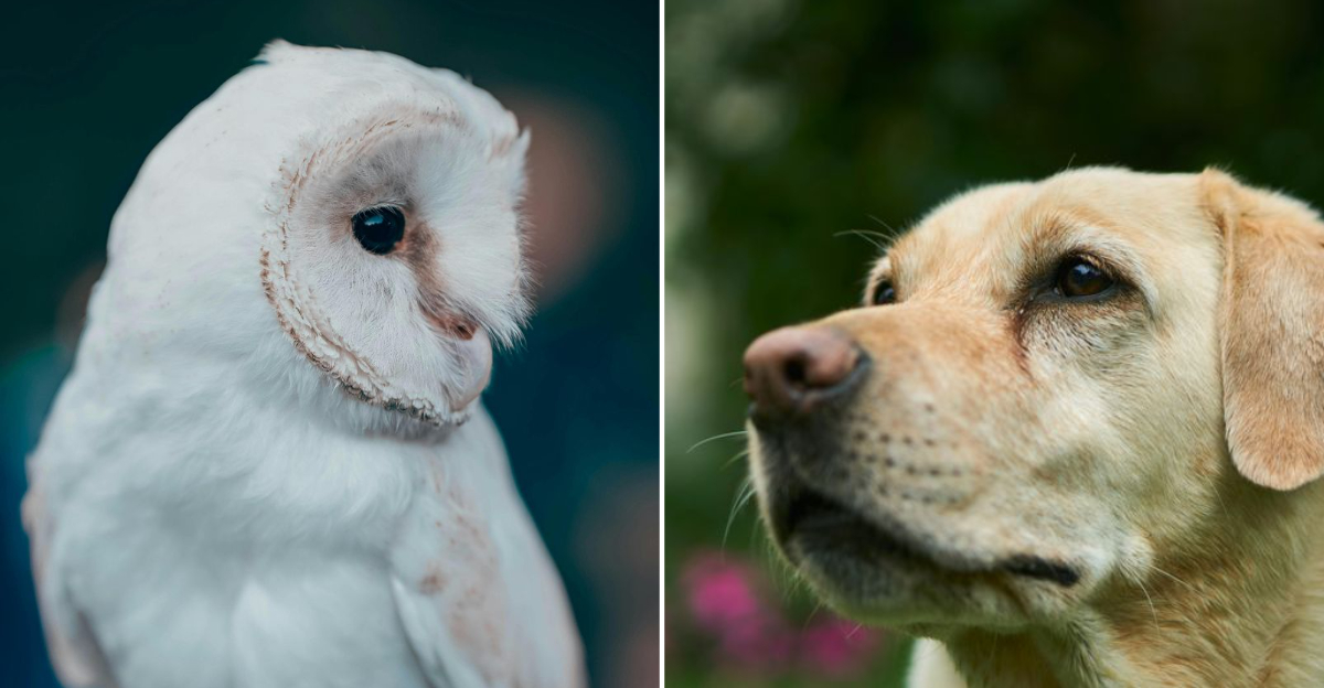 26 Legendary Movies And TV Pets That Were Shaping Adoption Plans