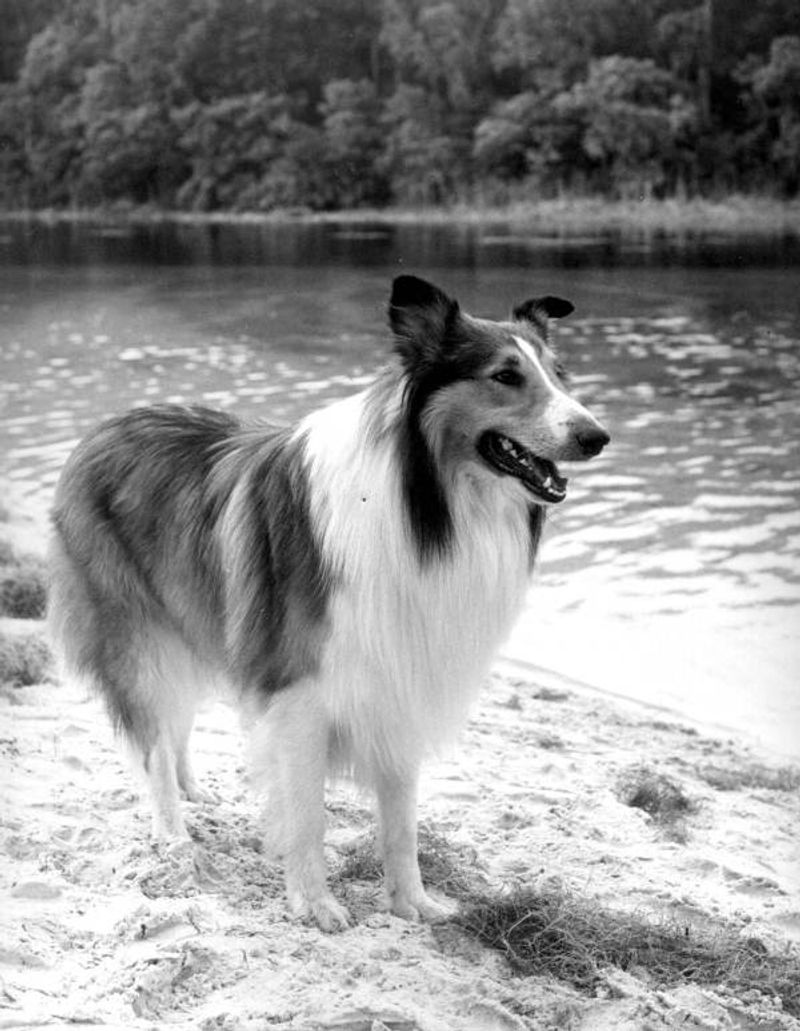 Lassie (Lassie)