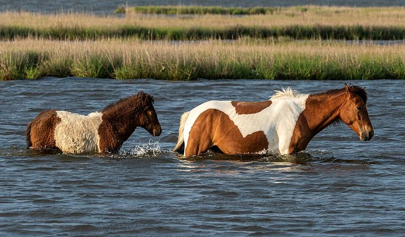 Assateague Island National Seashore, Maryland