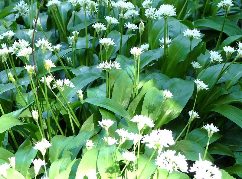 Wild Garlic Greens Chips