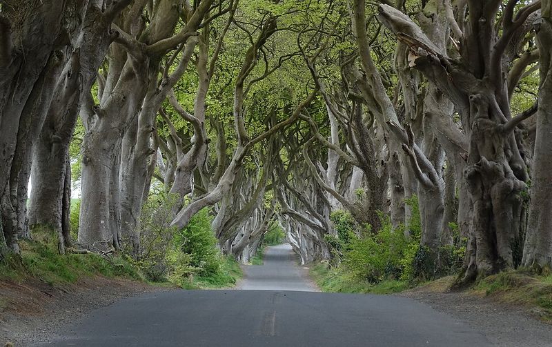 Dark Hedges, Northern Ireland – The Kingsroad