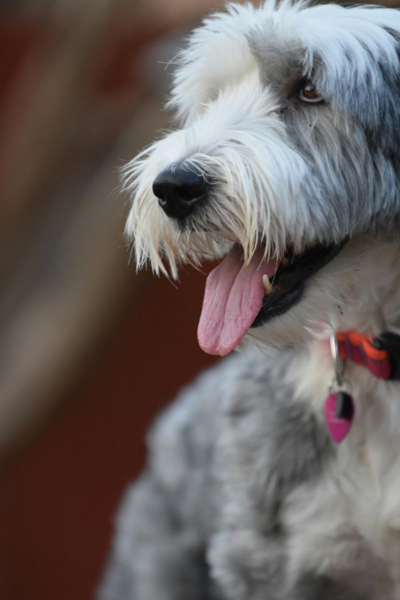 Max From The Little Mermaid