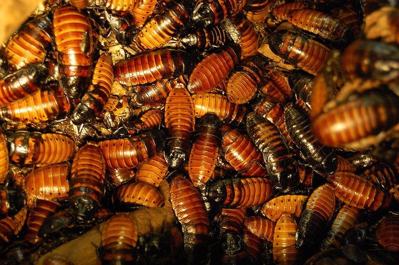 Uninvited Guests With Six Or More Legs