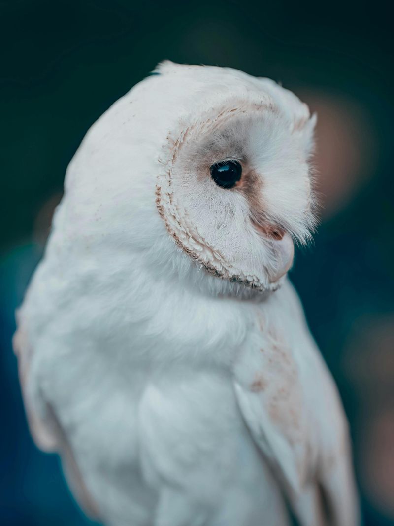 Hedwig The Snowy Owl