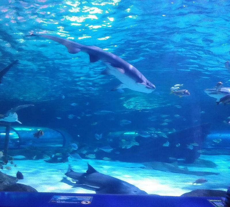 Ripley's Aquarium Of Myrtle Beach, Myrtle Beach