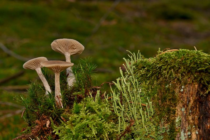 Functional Mushrooms Go Mainstream