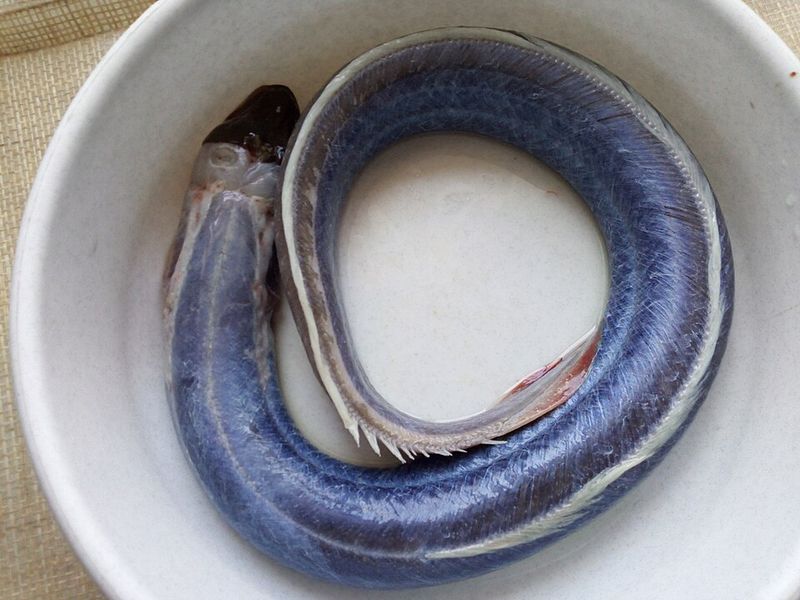 Canned Eel