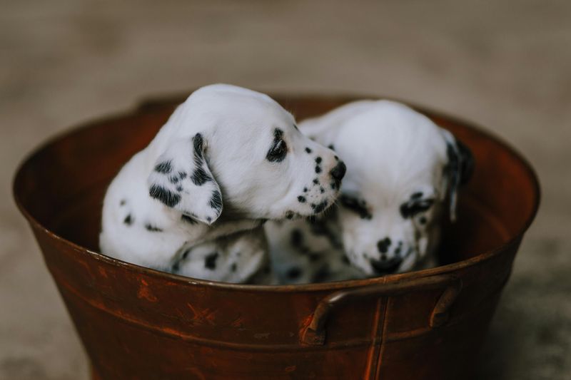 Pongo And Perdita