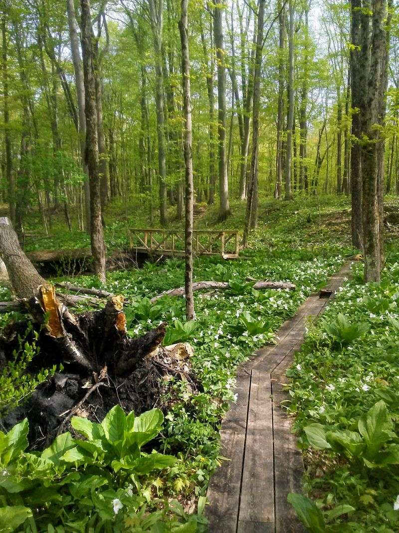 Dowagiac Woods Nature Sanctuary, Cass County