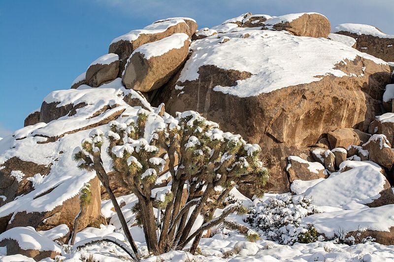 Joshua Tree National Park, California
