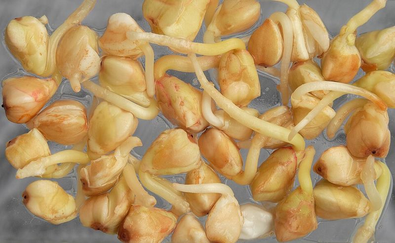 Anything with Raw Sprouts