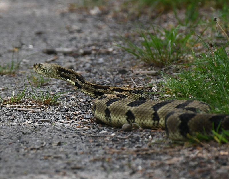 Venomous Snakes Hide Along Popular Paths