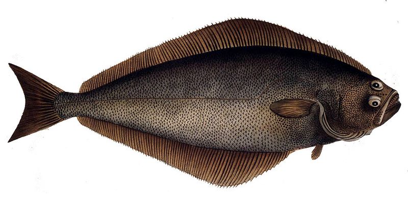 Halibut Was the Original Star