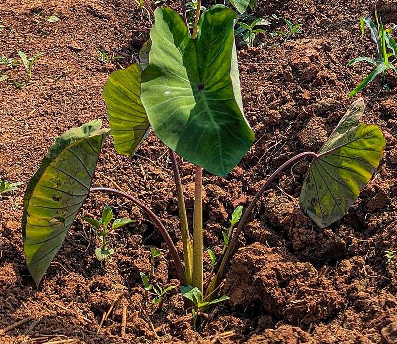 Shape And Size Differences Are Dramatic