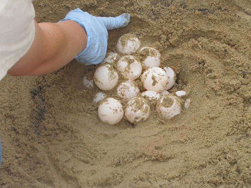 Sea Turtle Eggs