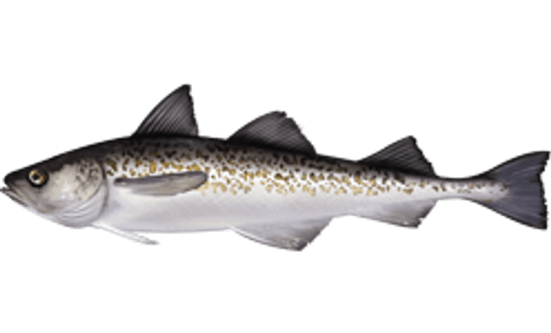 Wild Alaskan Pollock Rules Today