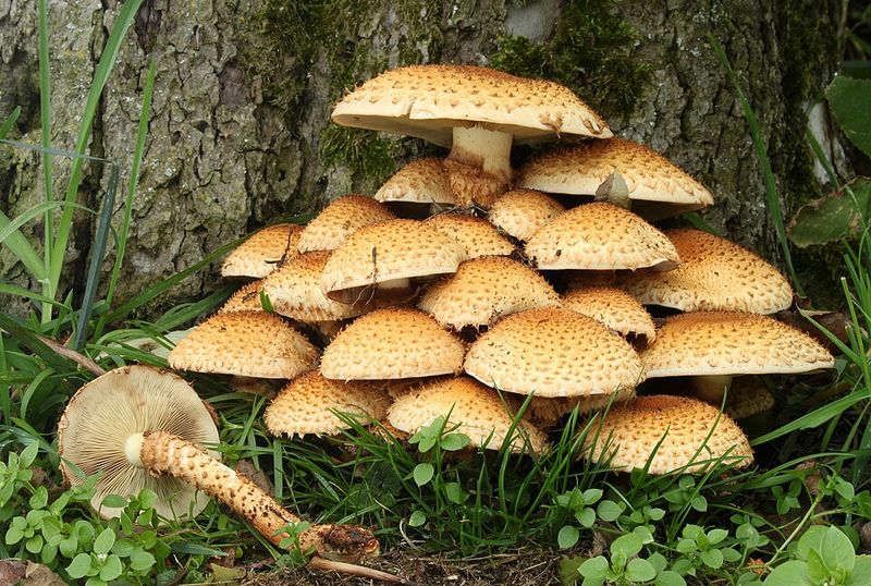 Mushrooms