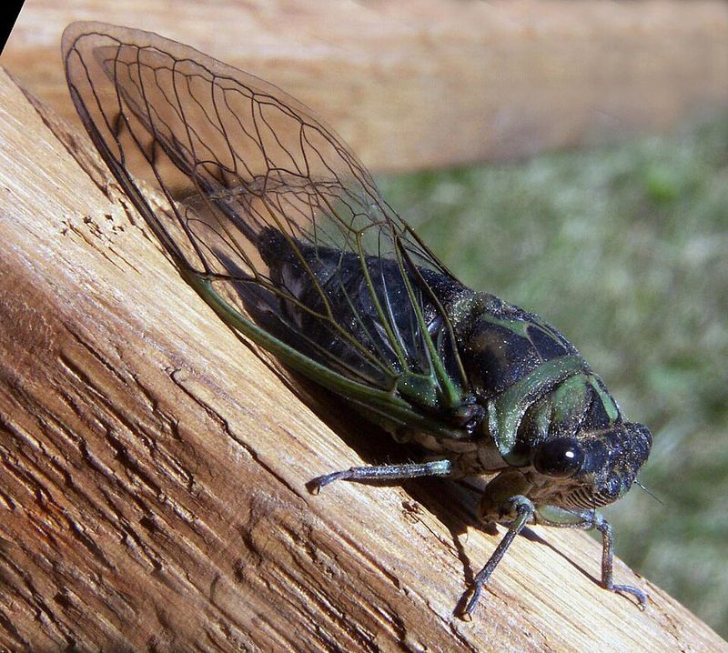 Cicadas Singing Through Humid Afternoons