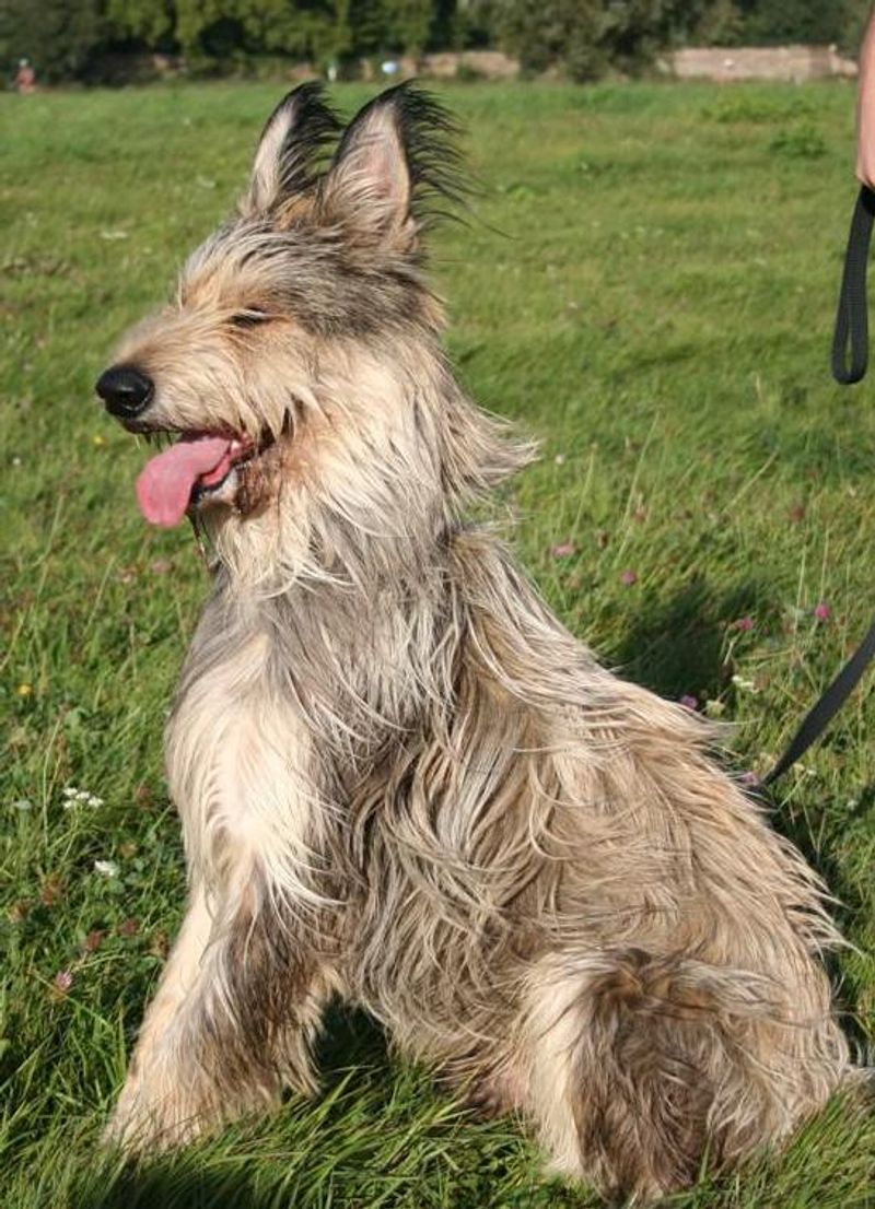 Winn-Dixie The Stray