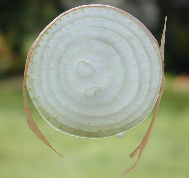 Onion Halves Absorb Paint Smells