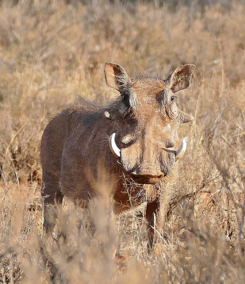 Timon And Pumbaa Sing About Flatulence Problems