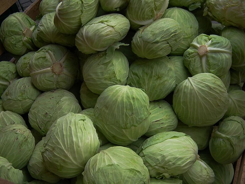 Cabbage