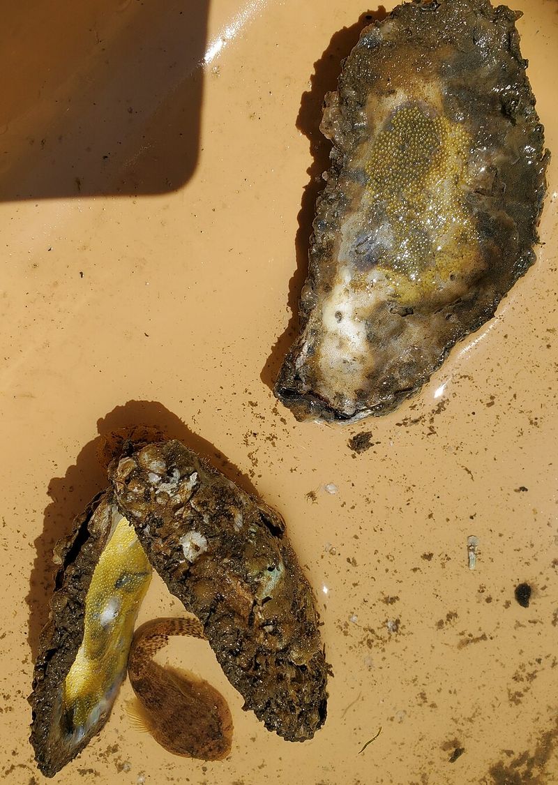 Oyster And Fish Egg Skillet