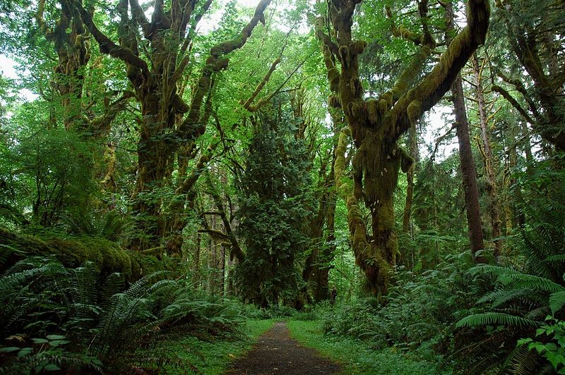 Olympic National Park, Washington