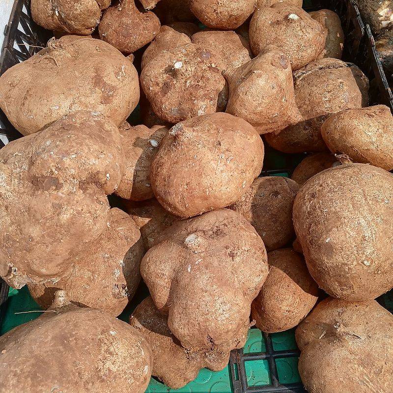 Flesh Color Variations Are Wild